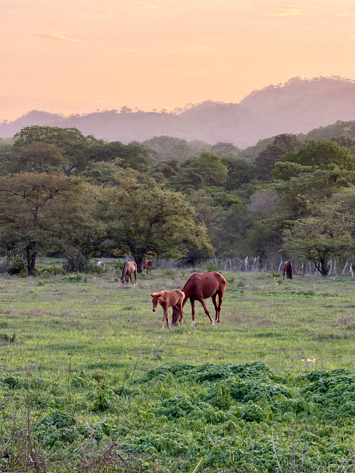 Horses grazing at sunrise in the Guanacaste hills around the club
