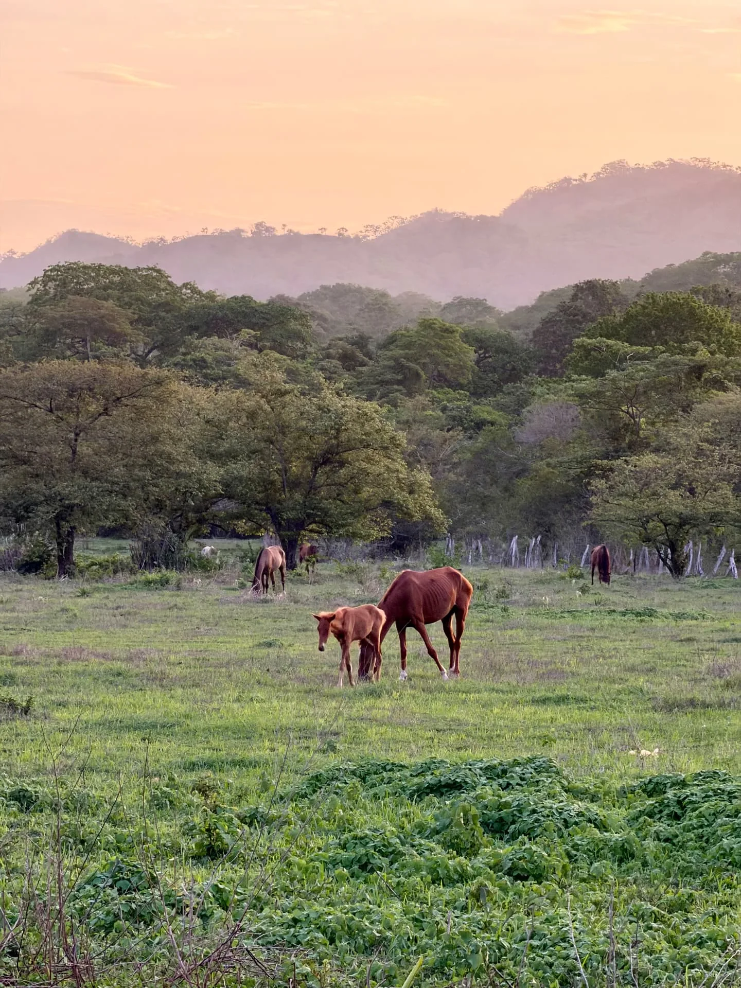 Horses grazing at sunrise in the Guanacaste hills around the club